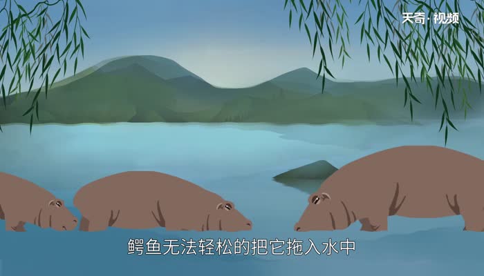 鳄鱼为什么不吃河马  鳄鱼不吃河马是什么原因