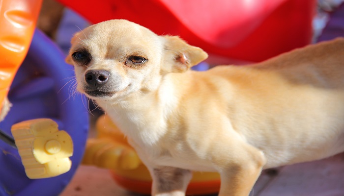 3个字的狗 3个字的狗有哪些