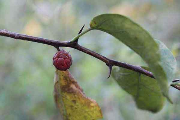 柘果的功效与作用 柘果的禁忌人群