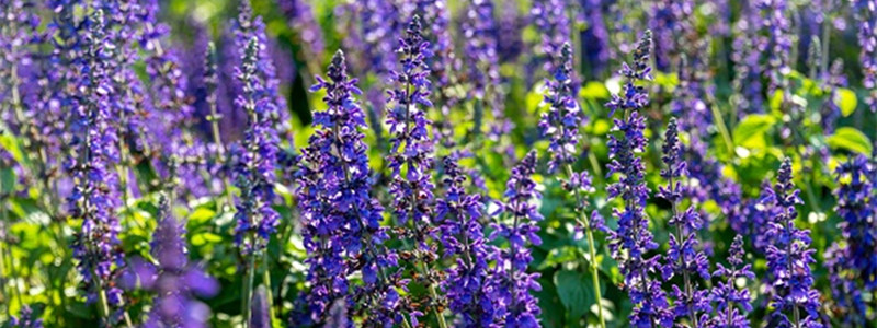 为什么高原上的花多紫色 开在青藏高原上的花大多是什么颜色的 