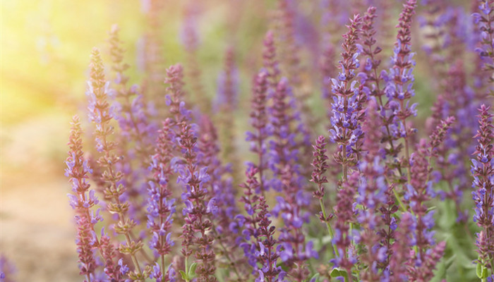 为什么高原上的花多紫色 开在青藏高原上的花大多是什么颜色的 