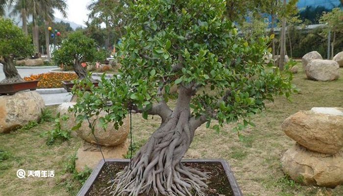 榕树盆景怎么养 榕树盆景的养殖方法