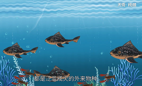 清道夫鱼能吃吗