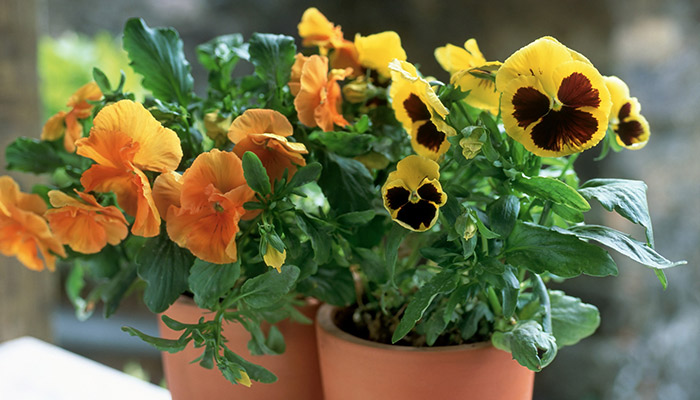 三色堇的花语 三色堇花语是什么