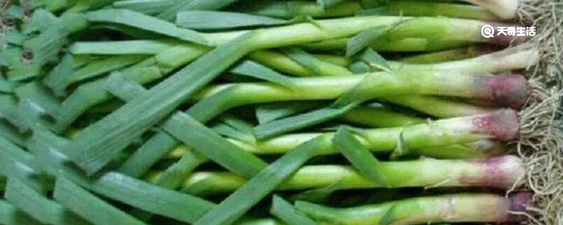新鲜蒜苗怎么长期保存 新鲜蒜苗保存方法