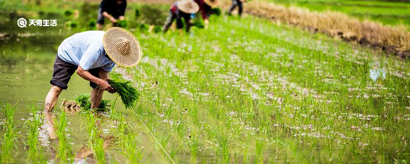 中和节是谁设立的 中和节是什么意思
