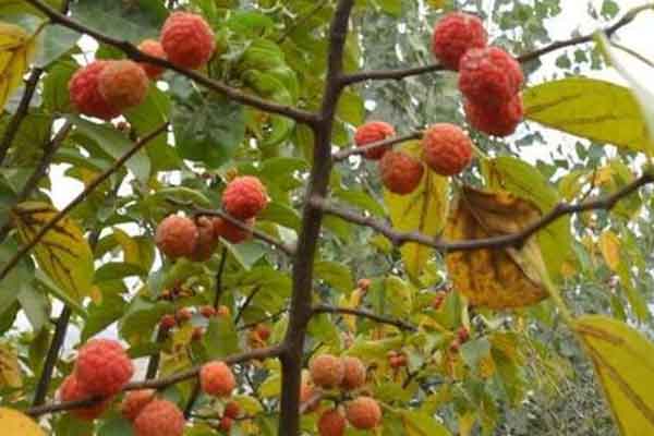 柘果的功效与作用 柘果的禁忌人群