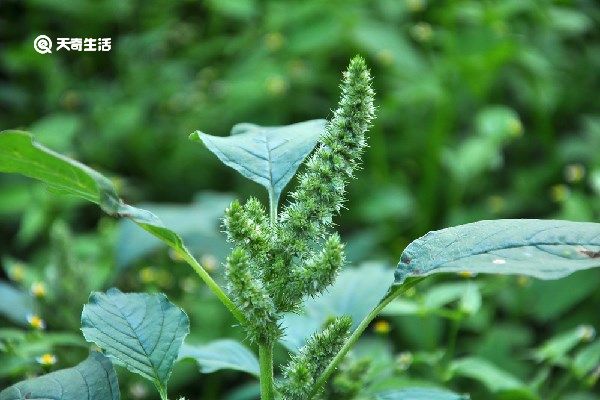 反枝苋的功效与作用 反枝苋的功效