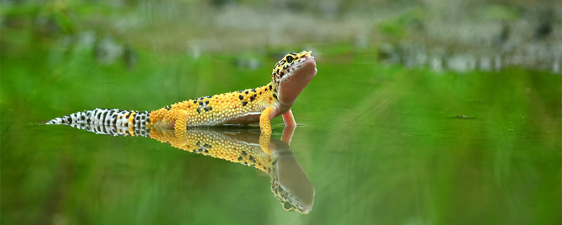 壁虎吃什么 壁虎以什么为食