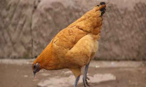 吃鸡血的禁忌 吃鸡血的禁忌人群