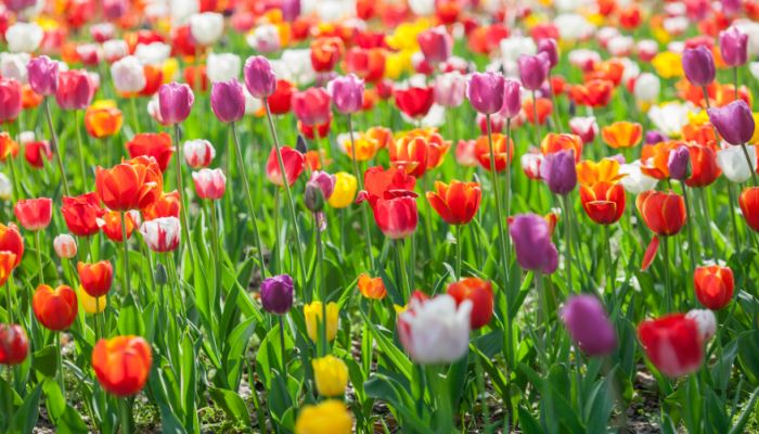 紫色郁金香花语 紫色郁金香的花语是什么