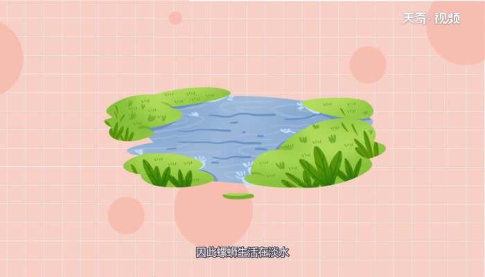 螺蛳是河鲜还是海鲜 螺蛳属于河鲜还是海鲜