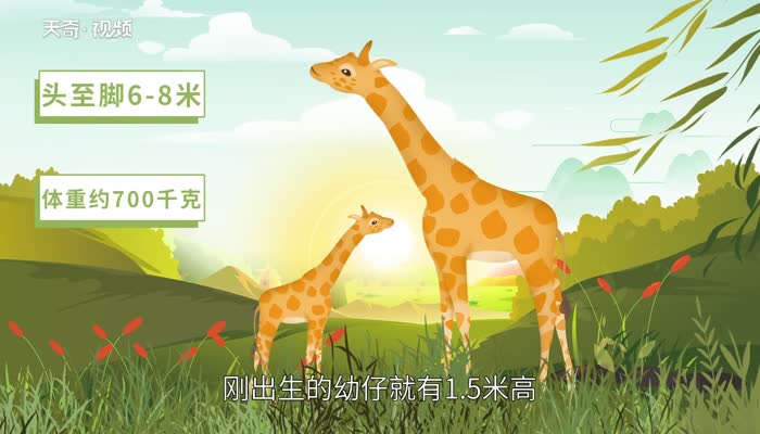 长颈鹿的介绍和特点 长颈鹿的外形特点介绍