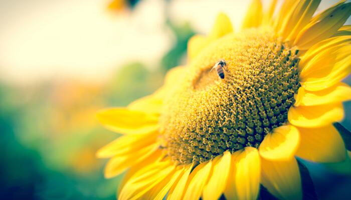 立夏是不是夏天到了 立夏是夏天的开始吗