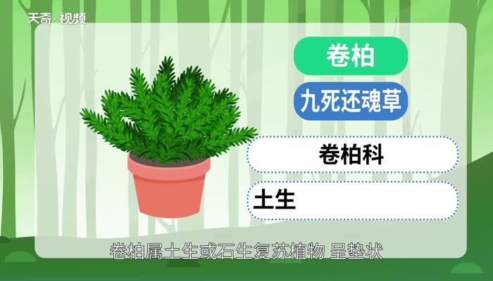 卷柏是什么植物 卷柏知识大全