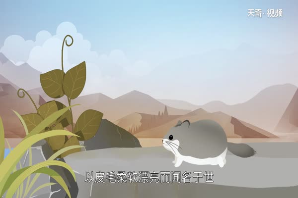 龙猫是什么动物 龙猫指的是哪种动物