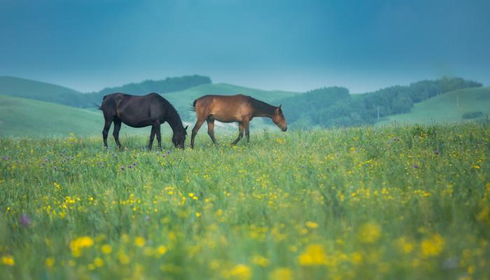 内蒙古离哪个省最近 距离内蒙古最近的省份