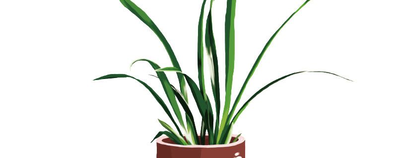 兰草的养殖方法 兰花的养殖用什么土