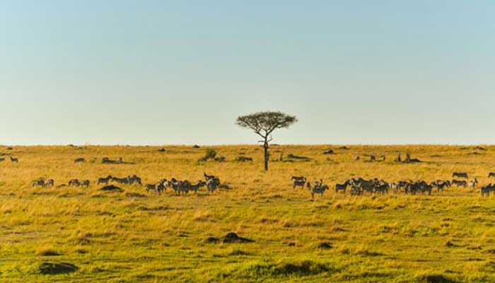 非洲发达国家有哪些 非洲发达国家有哪些