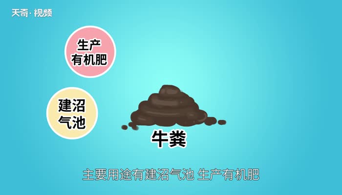 牛粪的用途 牛粪有什么用途