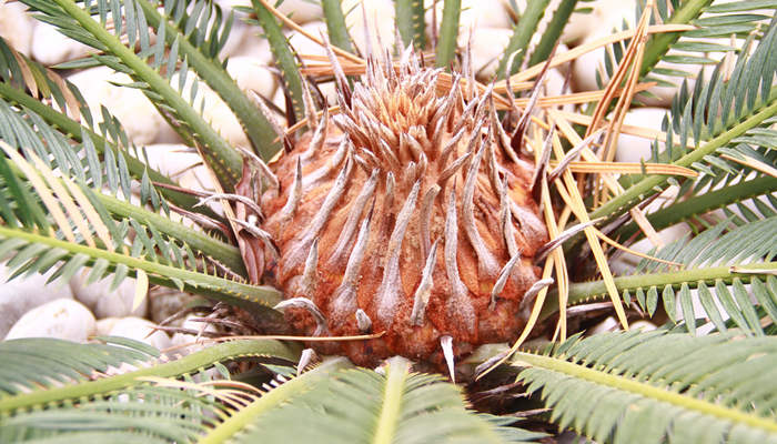 铁树开花结果能吃吗 铁树为什么千年开花
