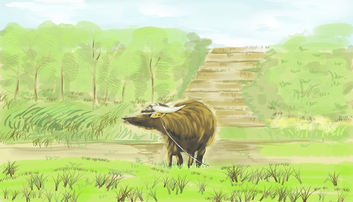 牛真正的胃是什么 牛有几个胃分别是什么