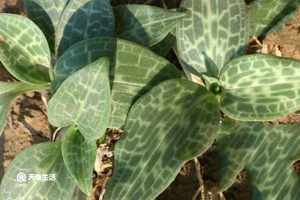 斑叶兰的功效与作用 斑叶兰有什么功效