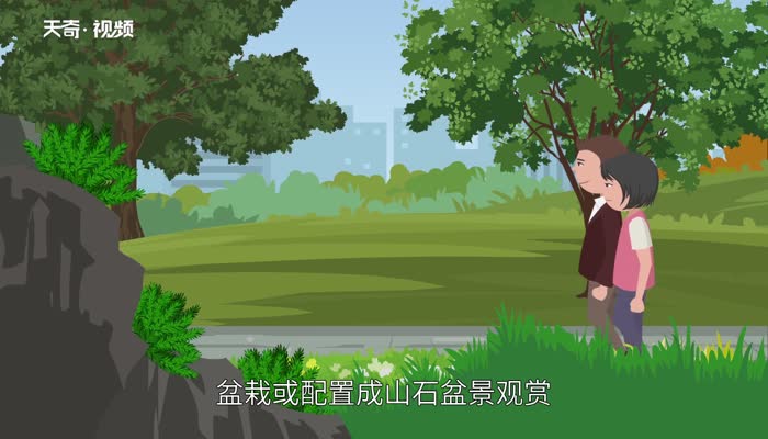 卷柏是什么植物 卷柏知识大全