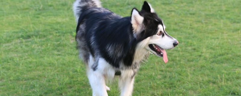 3个字的狗 3个字的狗有哪些