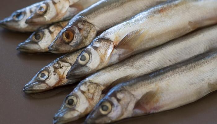 多春鱼的营养价值 多春鱼有哪些功效