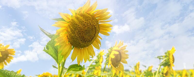 向日葵传播种子的方法 向日葵如何传播种子