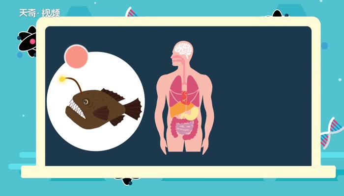 老头鱼学名叫什么 吃老头鱼好吗