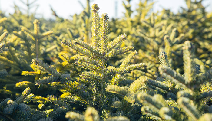 樟子松是什么木材 樟子松的用途