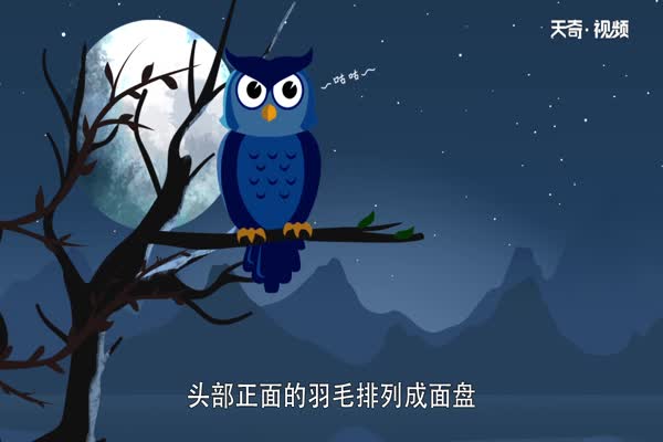 猫头鹰吃什么 猫头鹰以什么为食