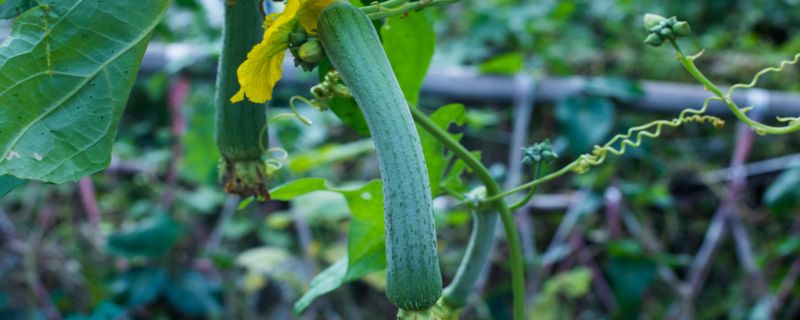 丝瓜吃多了的危害 丝瓜吃多了的危害有哪些