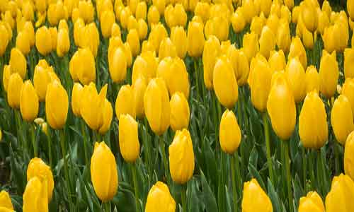 一朵鲜花插在牛粪上是什么意思 鲜花与牛粪的寓意