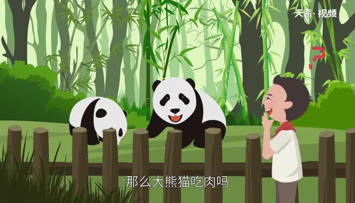 大熊猫吃肉吗 大熊猫是肉食动物吗