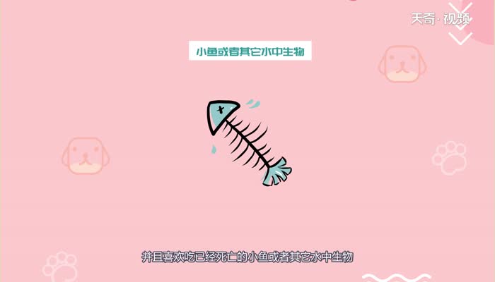 小龙虾在水里会淹死吗  小龙虾会淹死在水里吗