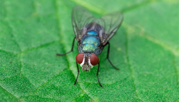 怎么灭苍蝇 怎么灭苍蝇最有效的方法