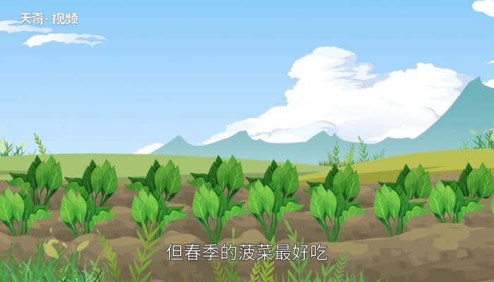 菠菜是几月份的蔬菜 菠菜是什么季节的蔬菜