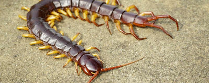 蜈蚣的生活环境和特点 蜈蚣生活环境及特点