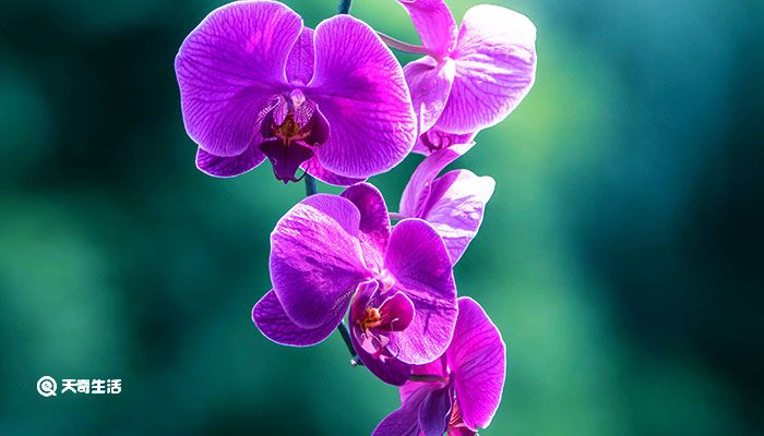 花中君子是什么花 花中君子是什么花名