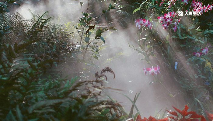 种子传播的方法 植物如何传播种子