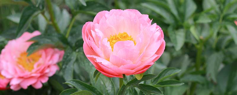 秋天盛开的花有哪些 有什么秋天盛开的花