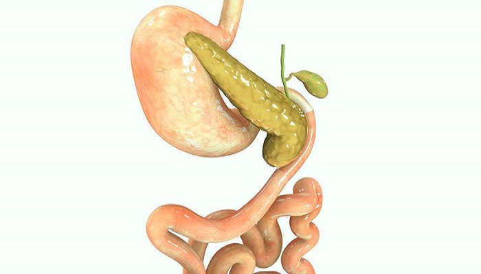 ​胰脏是什么意思在日本 胰脏具体指什么