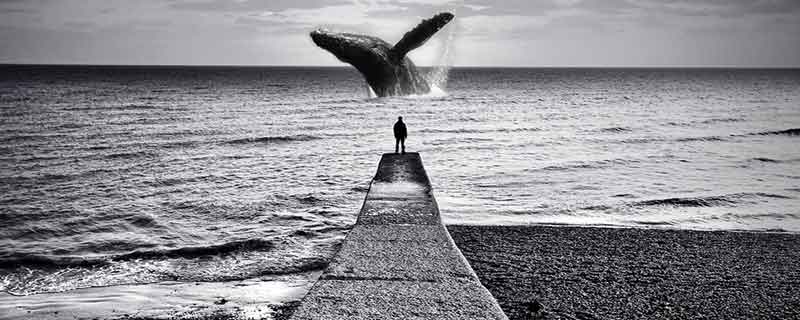 动物名称大全500 动物大全名称有哪些