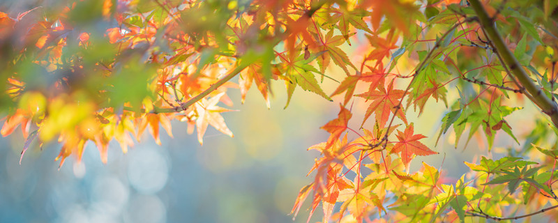 早立秋还是晚立秋有什么说法 早立秋与晚立秋的区别