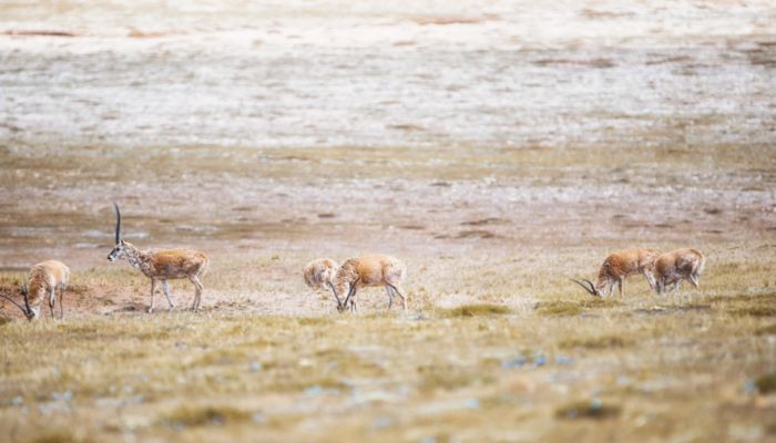 青海无人区在哪里 青海无人区在什么地方