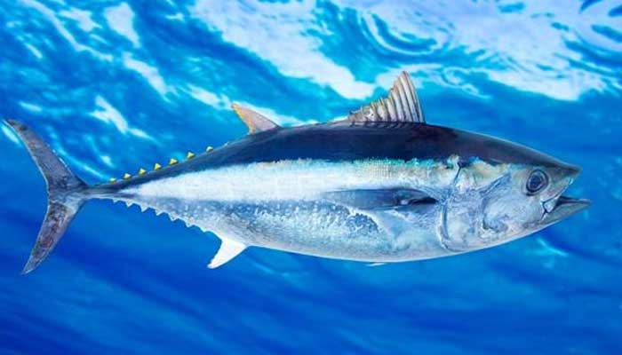 小鱼睡在哪里 小鱼在什么地方睡觉