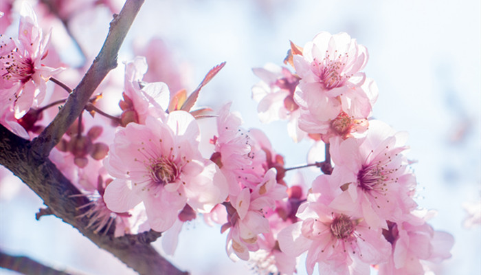 山亭桃花节在什么地方 桃花节是哪里的